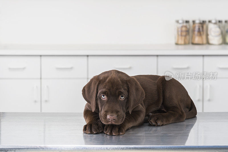 一只紧张的巧克力拉布拉多小狗躺在动物医院等待- 8周大